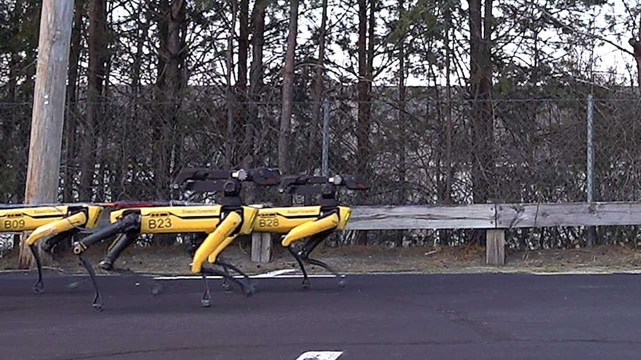 Cani Robot Boston Dynamics