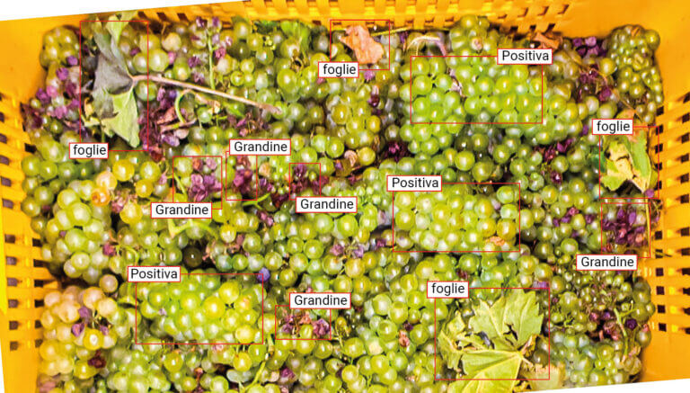 Spettroscopia laser e intelligenza artificiale per il controllo qualità dell'uva e del vino